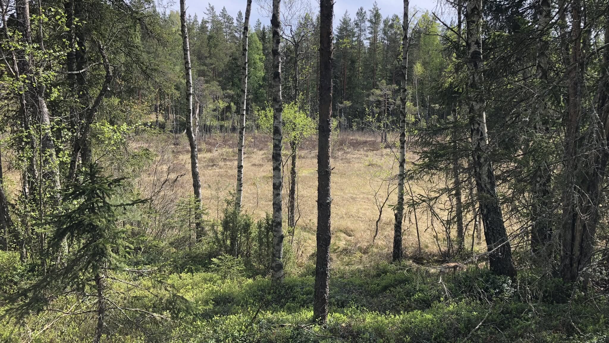 fen